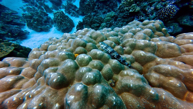 Clearfin Lizardfish (Synodus dermatogenys)