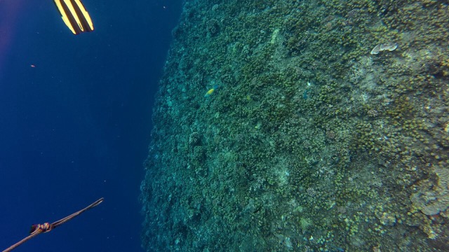 This little Bullethead Parrotfish was swimming around a lot!