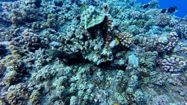 Swimming along the coral with fish