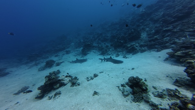 Black-tipped Reef Sharks, waiting for us on the bottom