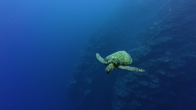 Green Sea Turtle