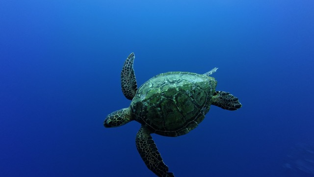 Green Sea Turtle