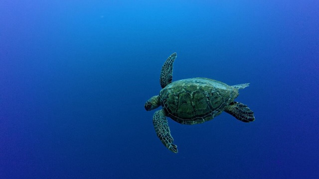 Turtle finding a spot to hide on the ledge