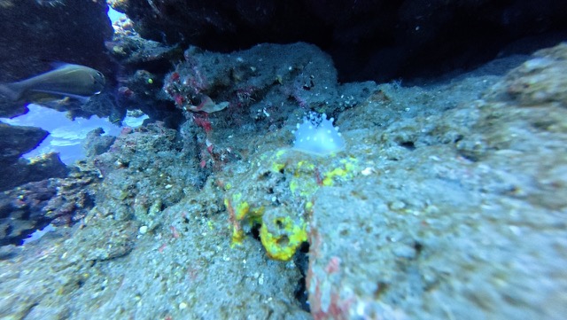Discodorid Nudibranch (thanks to Chandler Olson for the identification!)