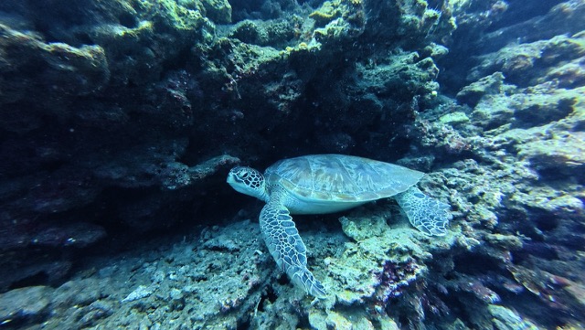 Turtle taking a rest