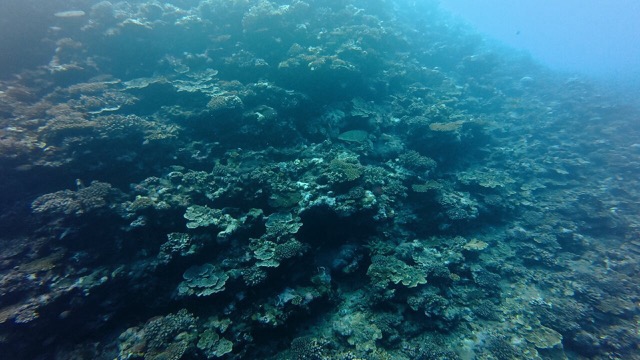 Divemaster Virginie sending love to the turtles