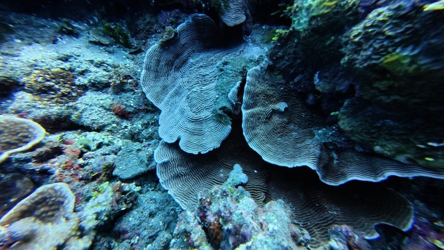 Shelf coral