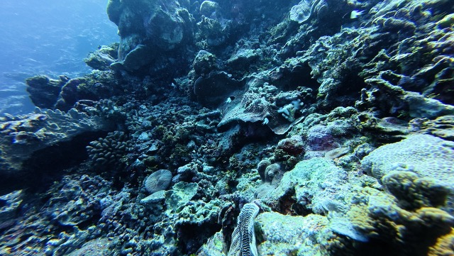 Half-and-half Chromis (Chromis iomelas)