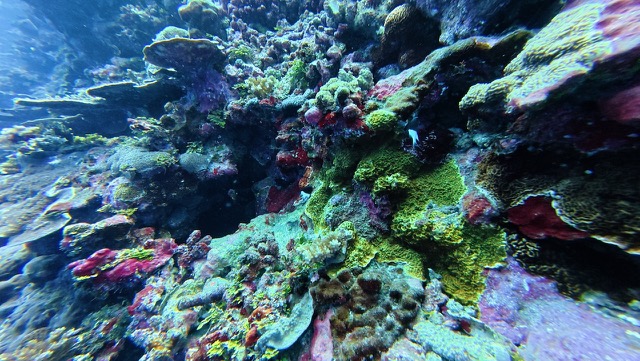 Very colorful coral