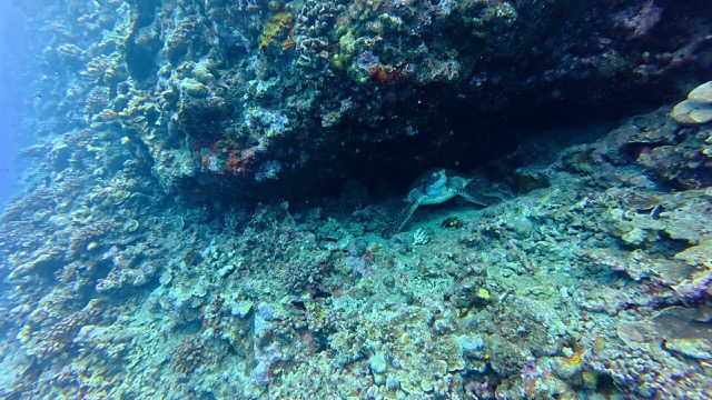 Turtle heading up to the surface