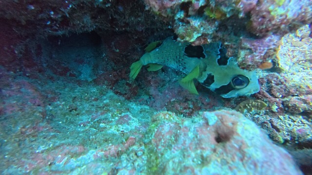 Black-blotched porcupinefish hiding