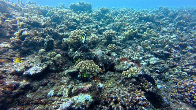 Whitecheek Surgeonfish