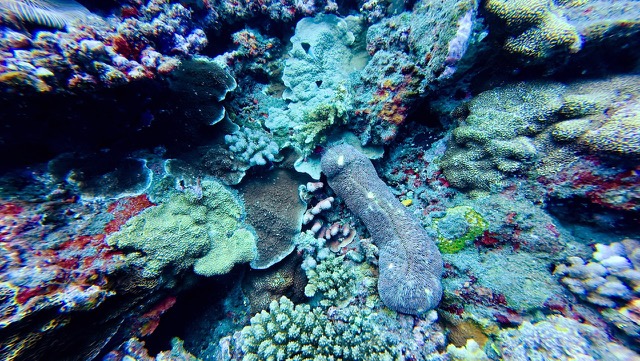 Tongue Coral (Herpolitha limax)