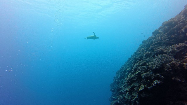 Turtle coming in for a landing!