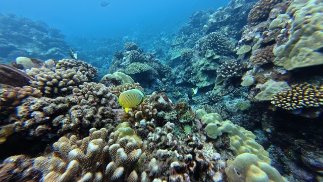 Redfin Butterflyfish (Chaetodon lunulatus)