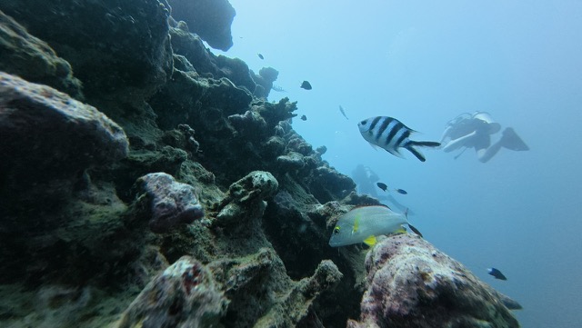 Scissor-tail Sergeant (black-and-white) and Blacktail Snapper