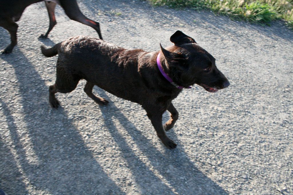Cadbury's ears blowing