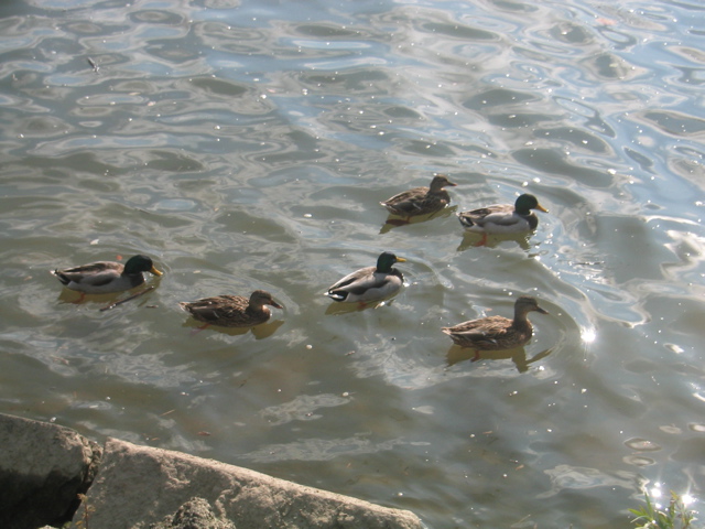 Aparently, they have DUCKS in DC too!