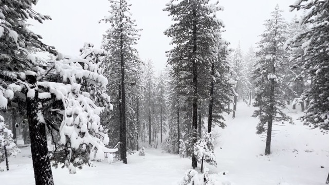 Snowing on New Year's Eve