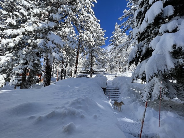 After shoveling the snow on New Year's Day