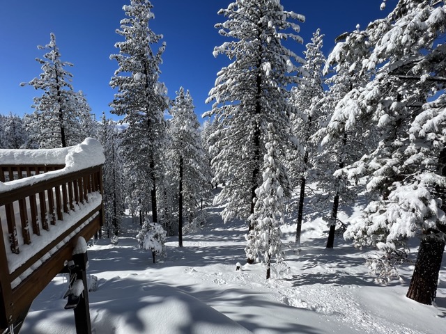 Back yard on Jan 1st
