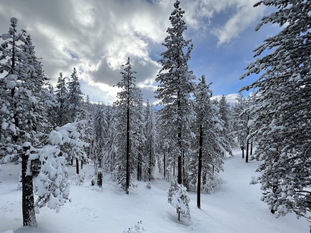 Back yard on Jan 1st