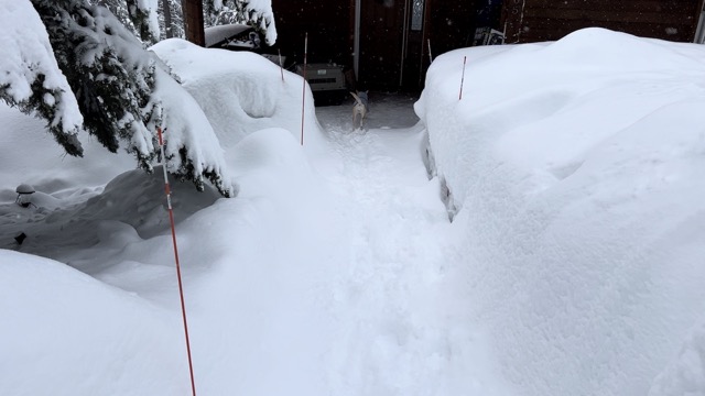 Chelsea coming back after a walk on Jan 16th when we had more snow