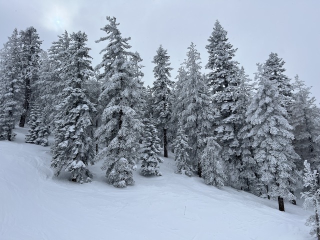 Backyard on Feb 26th