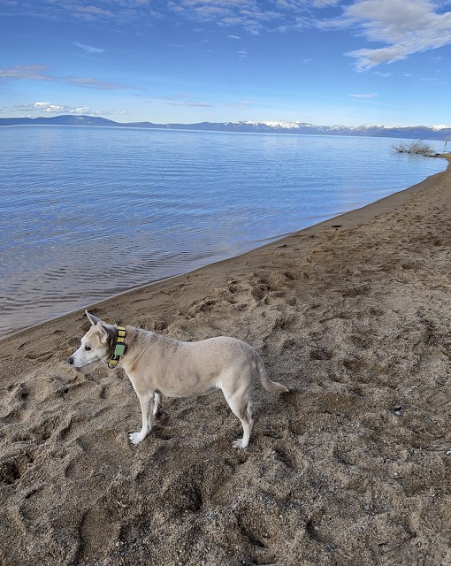 Chelsea on the beach