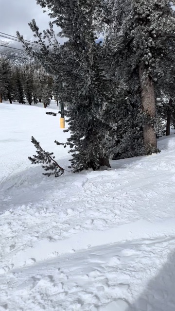 Learned how to go boarding through the woods this year