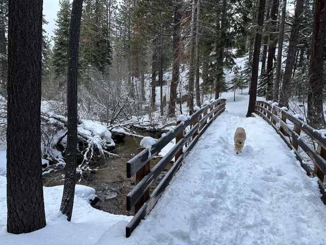 Chelsea walks across the bridge on the Cold Creek trail by our house