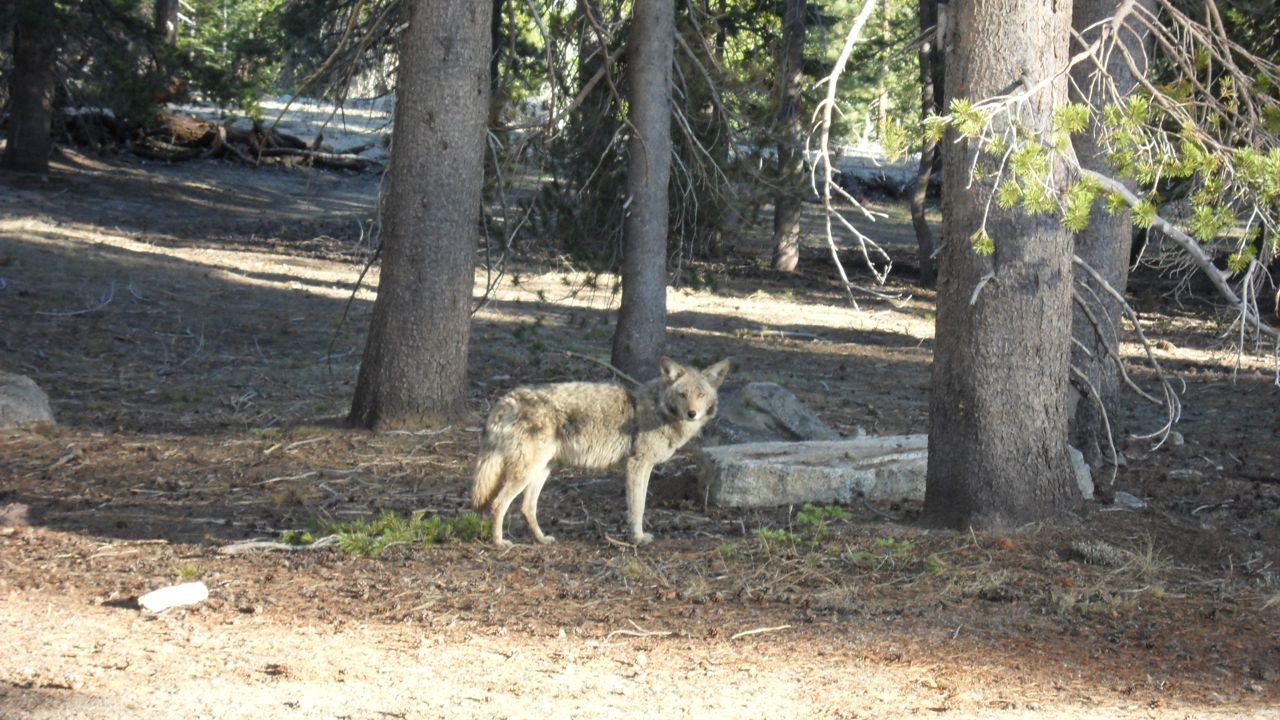 Coyote