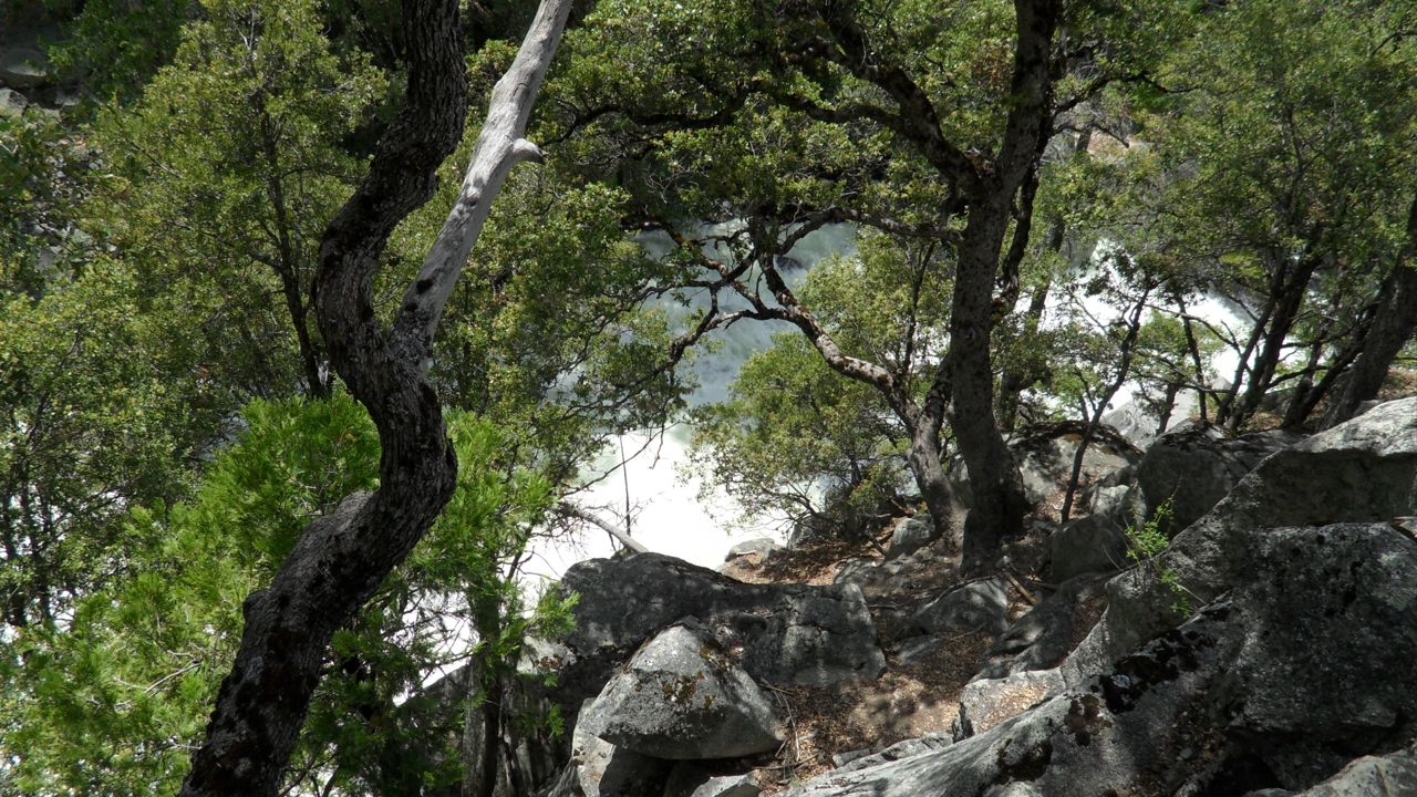 Rapids through the trees